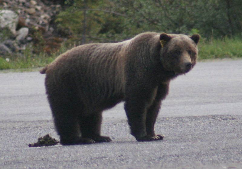 bear-shitting-on-pavement-fussy-bear1.jpg