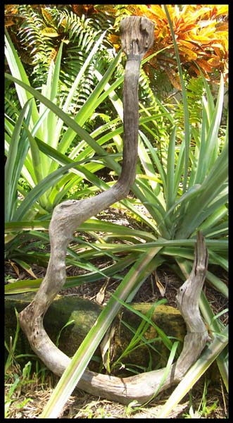 woodland floor.jpg