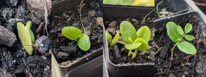 2021 10 09 seedlings.jpg