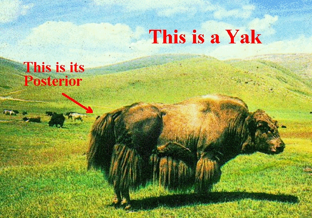 yak.jpg