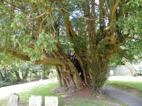giant-yew-tree.jpg