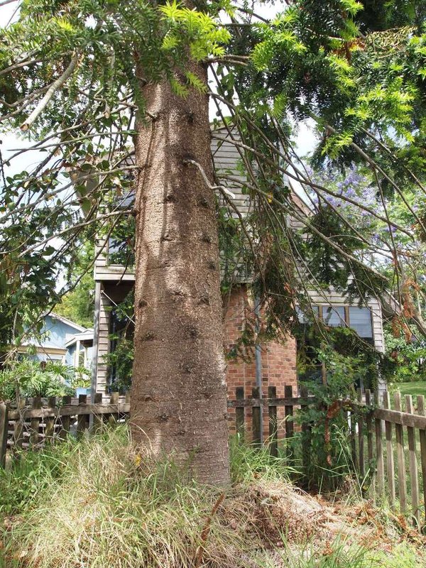 Big Bunya.JPG