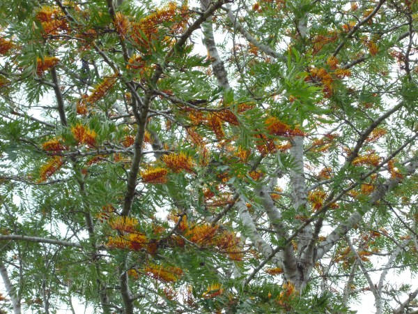 silky oak (600 x 450).jpg