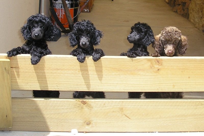 111121 The pups together.JPG