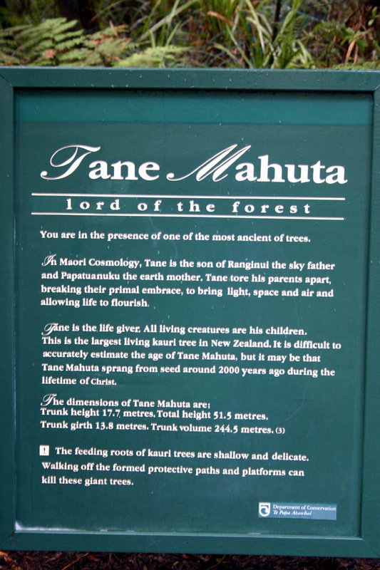 2Tane Mahuta.jpg