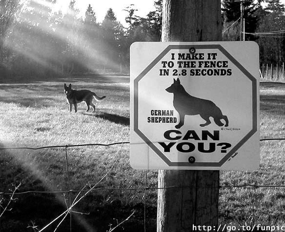 guard-dog-on-duty-sign-German-Shepherd-runs-fast.jpeg
