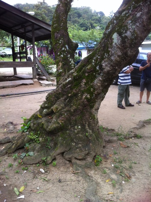 rambutan1.jpeg