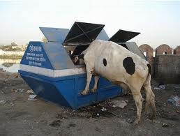 even cows collect bracewood.jpg