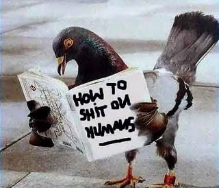 planning_pigeons.jpg