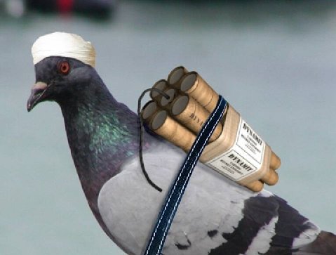 killer pigeon.jpg