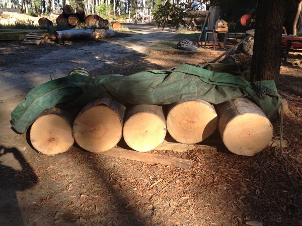 Kauri , St Lucia.jpg