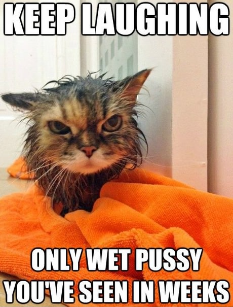 wet-cat.jpg